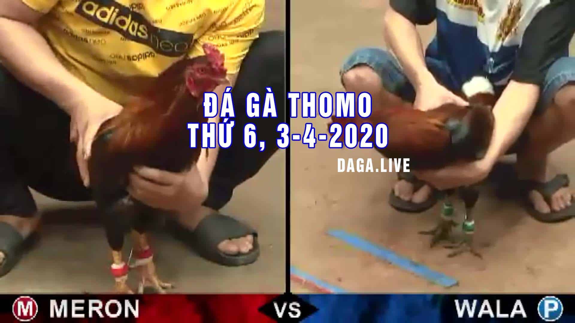 DAGA.LIVE - Đá gà thomo, đá gà campuchia, đá gà cựa sắt, đá gà trực tiếp thomo hôm nay thứ 6 ngày 3-4-2020