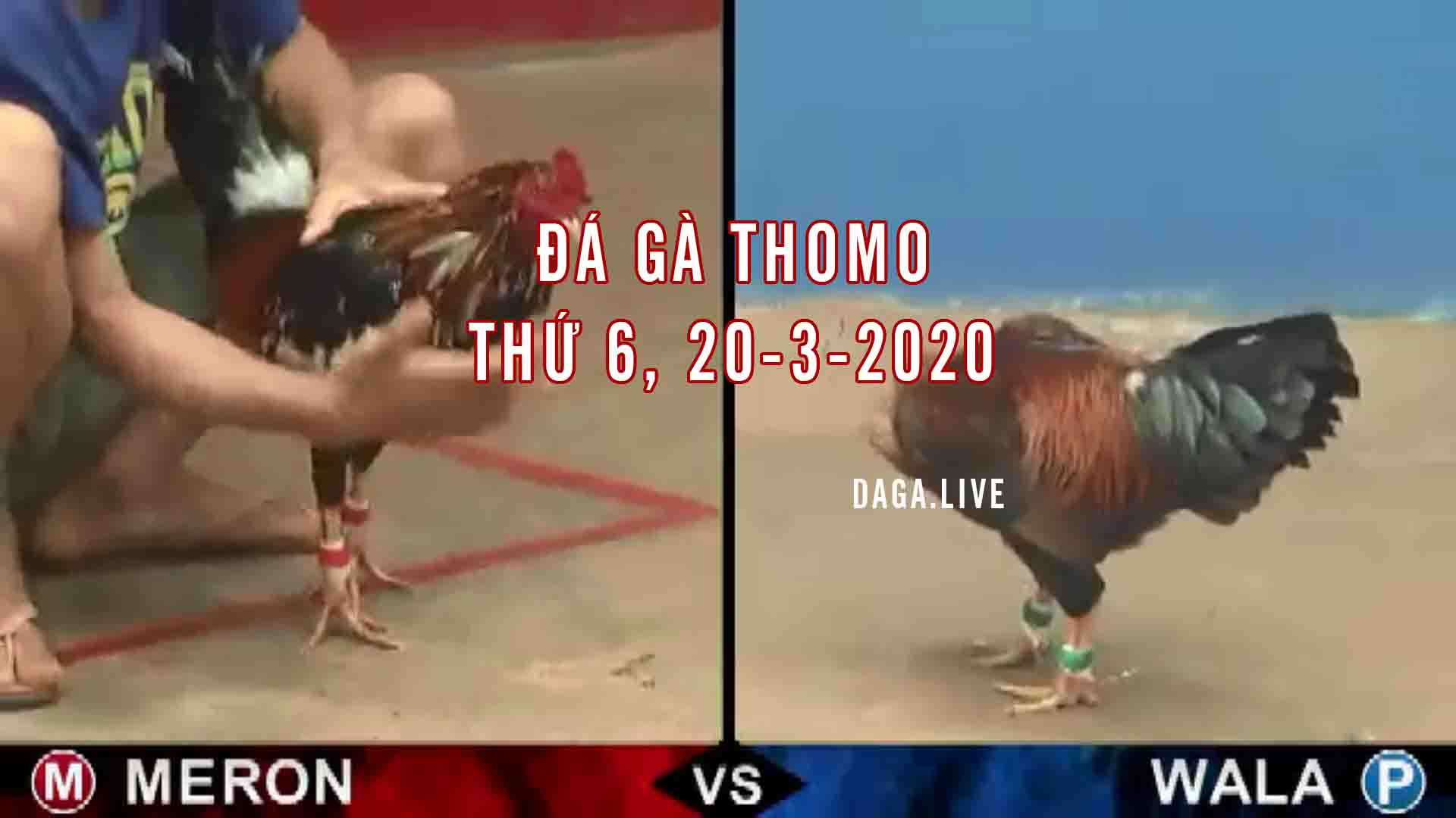 DAGA.LIVE - Đá gà thomo, đá gà campuchia, đá gà trực tiếp, đá gà cựa sắt thứ 6 ngày 20-3-2020