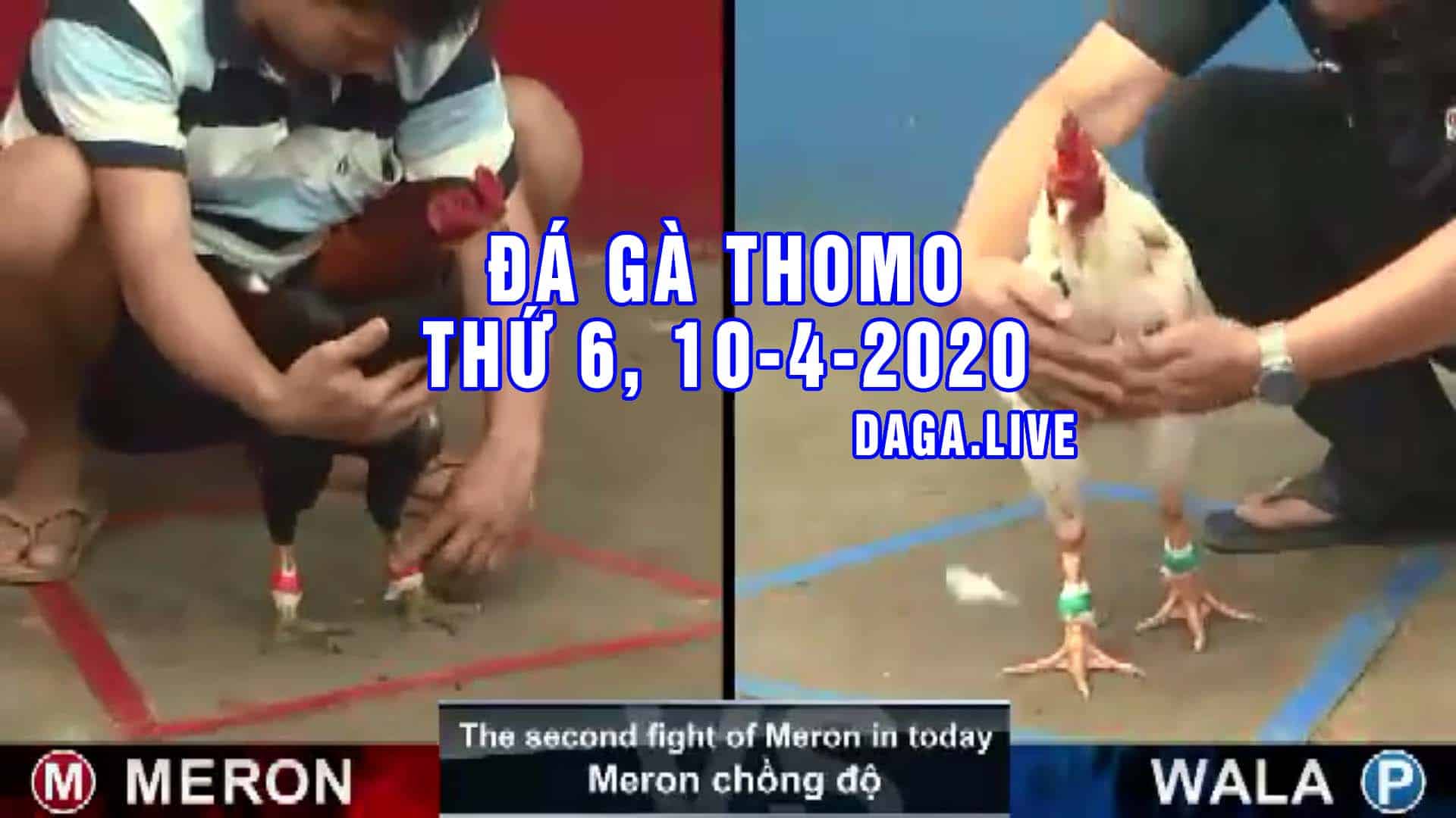 DAGA.LIVE - Đá gà trực tiếp thomo hôm nay, đá gà thomo, đá gà campuchia thứ 6 NGÀY 10-4-2020
