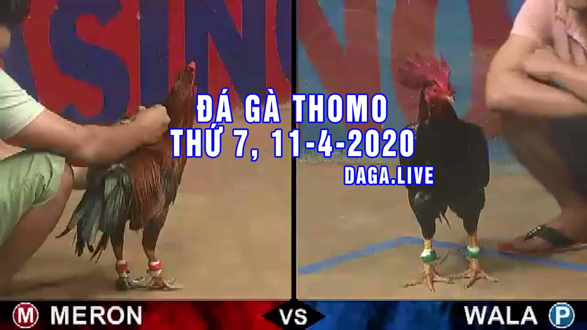 DAGA.LIVE - Đá gà trực tiếp thomo hôm nay, đá gà thomo, đá gà campuchia thứ 7 NGÀY 11-4-2020