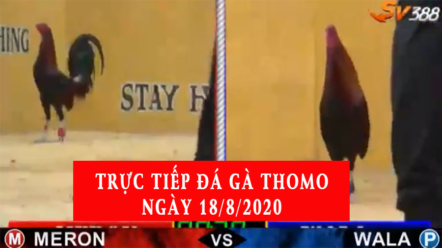 Đá gà trực tiếp Thomo hôm nay