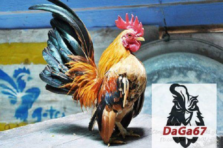 Daga67 – Đá Gà 67 Uy Tín Với Nhiều Trò Chơi Hấp Dẫn