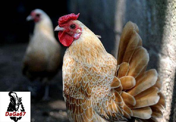 Daga67 – Đá Gà 67 Uy Tín Với Nhiều Trò Chơi Hấp Dẫn