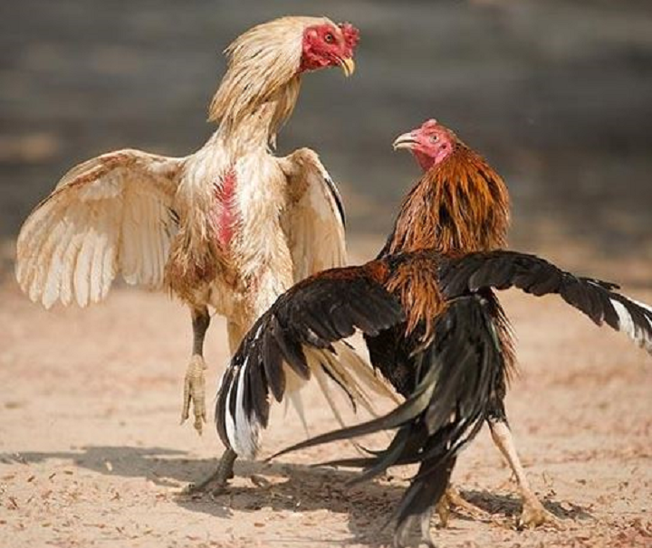 Daga67 – Đá Gà 67 Uy Tín Với Nhiều Trò Chơi Hấp Dẫn