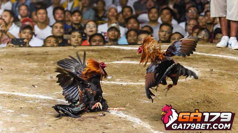 Da-ga-Campuchia-casino-tai-GA179-mang-den-nhieu-loi-the-dac-biet