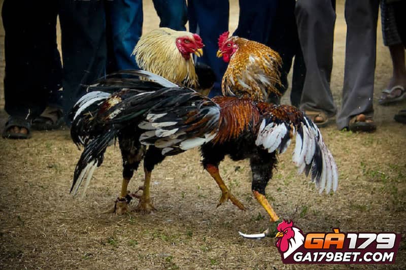 Da-ga-Campuchia-casino-tai-GA179bet.com