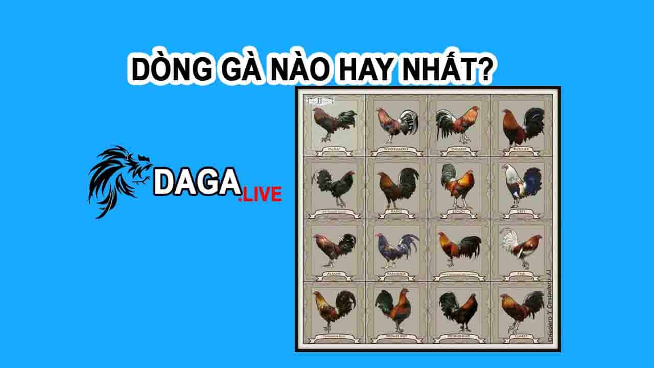 Dòng Gà Nào Hay Nhất