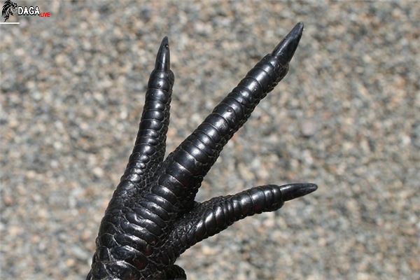 Độ hiếm và giá cả đắt đỏ của giống gà mặt quỷ