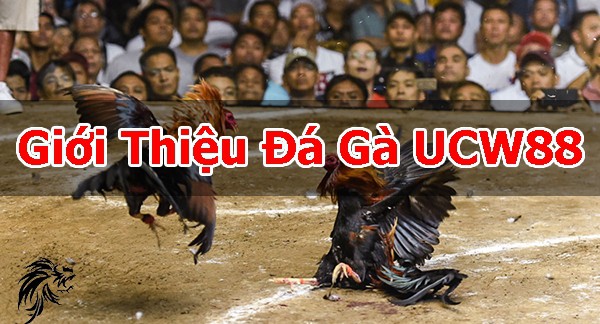 Giới thiệu đá gà UCW88