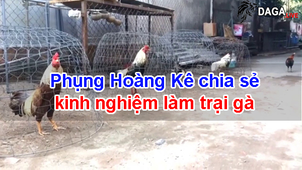 Phụng Hoàng Kê chia sẻ kinh nghiệm làm trại gà