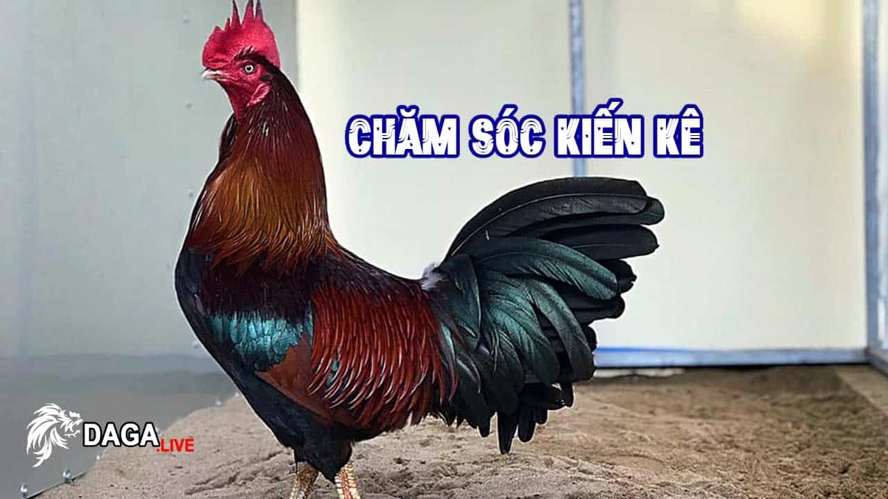 Hướng Dẫn Chăm Sóc Gà Đá Khi Khi Chiến Đấu