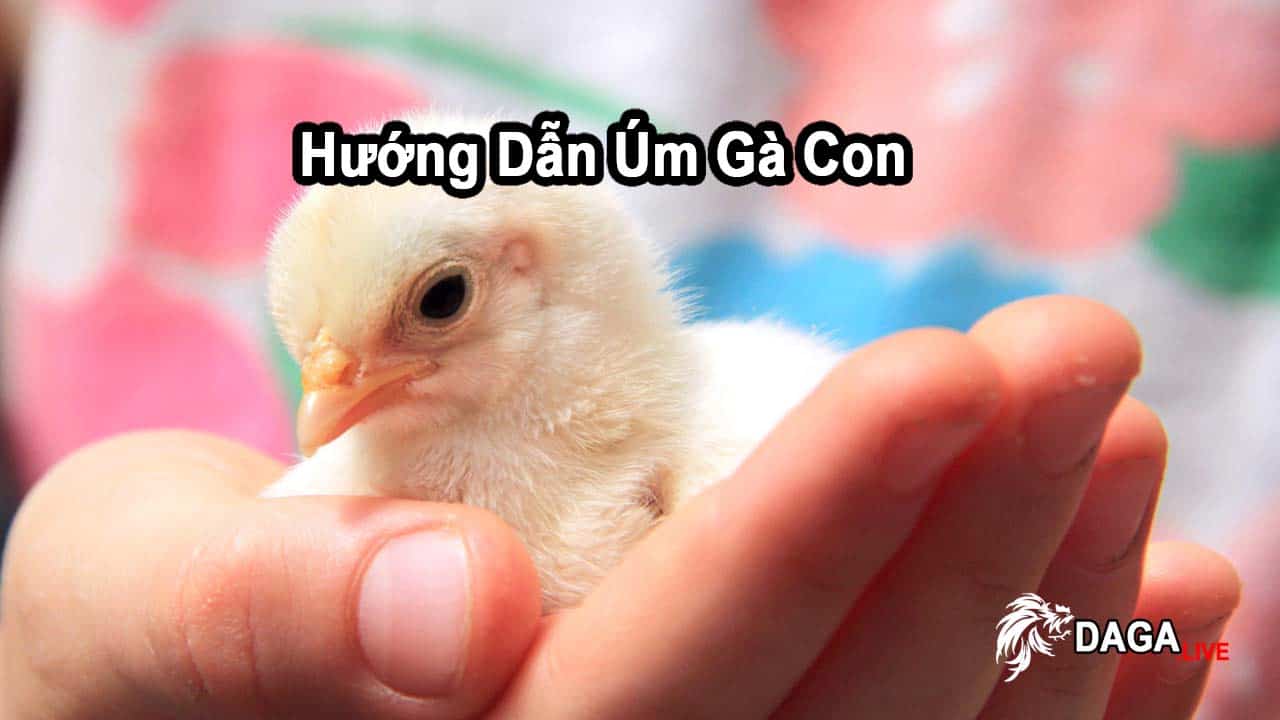 Hướng Dẫn Úm Gà Con