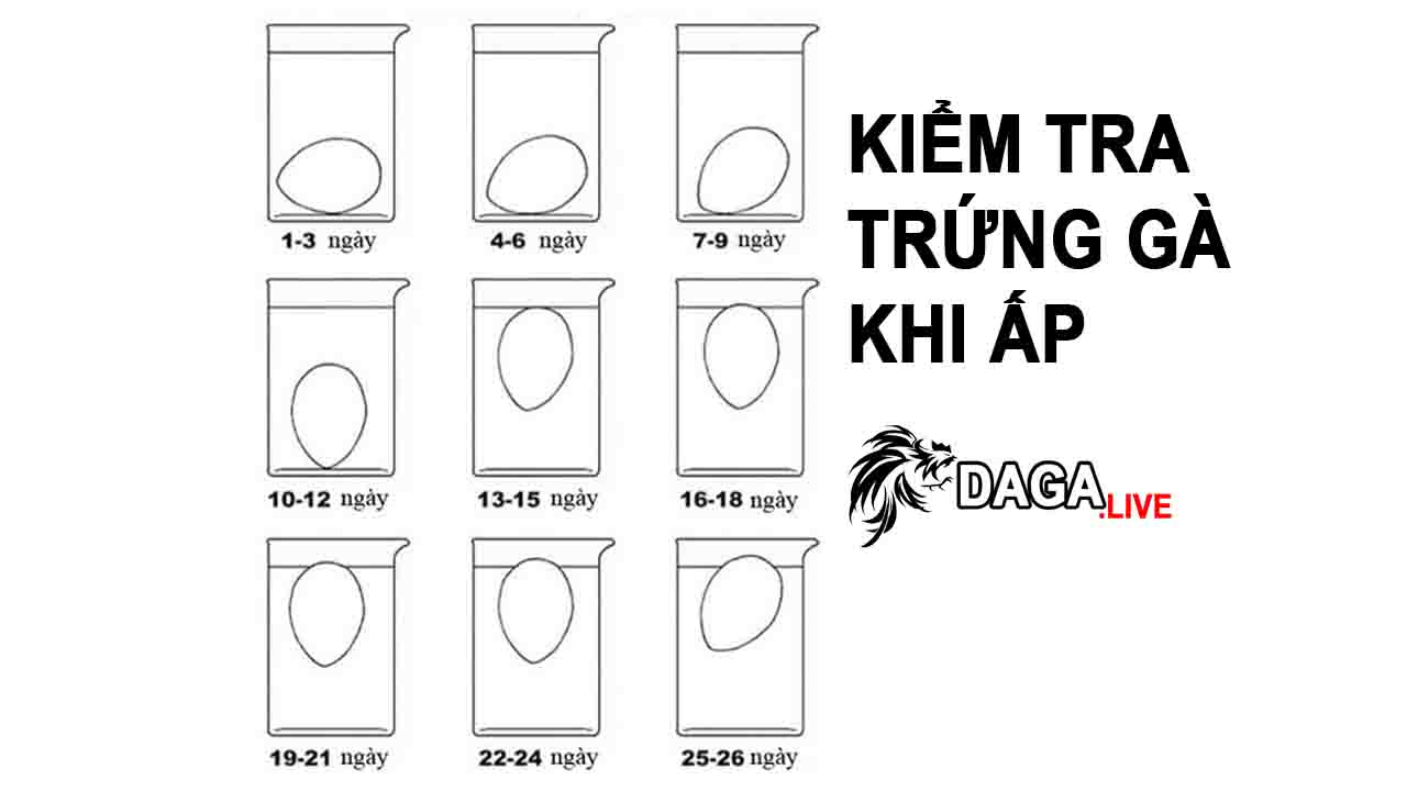 Khả năng nổi trong nước tương ứng với độ tuổi của quả trứng gà