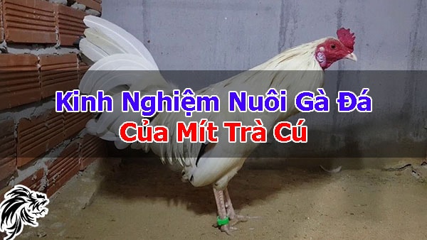 Mit-Tra-Cu-Danh-Ke-Co-Tieng-Tai-Dau-Truong-Thomo