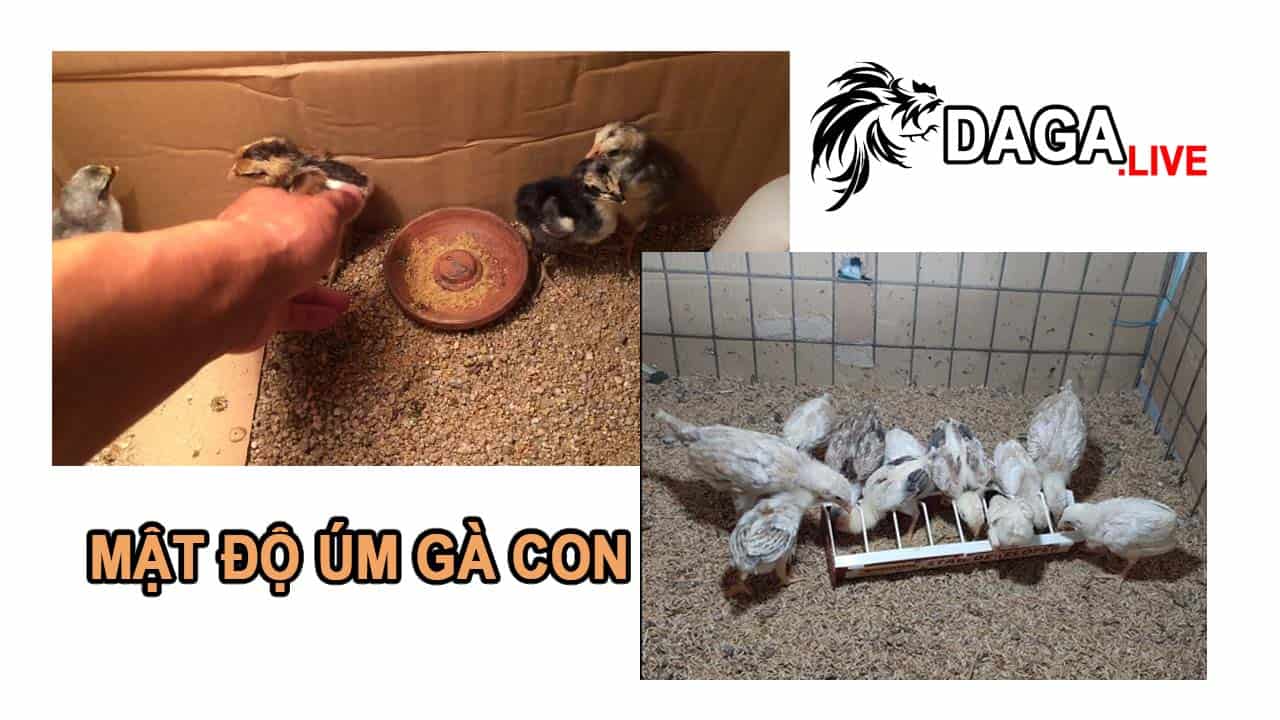 Mật độ úm gà con