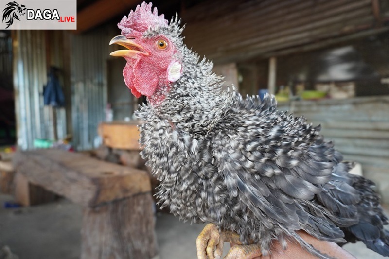 nuôi gà lông ngược