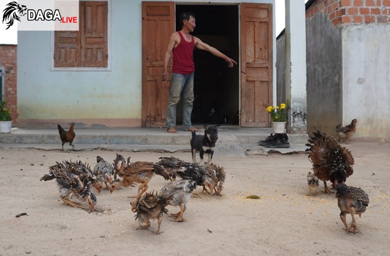 Đàn gà lông ngược đông đúc của ông A Ly