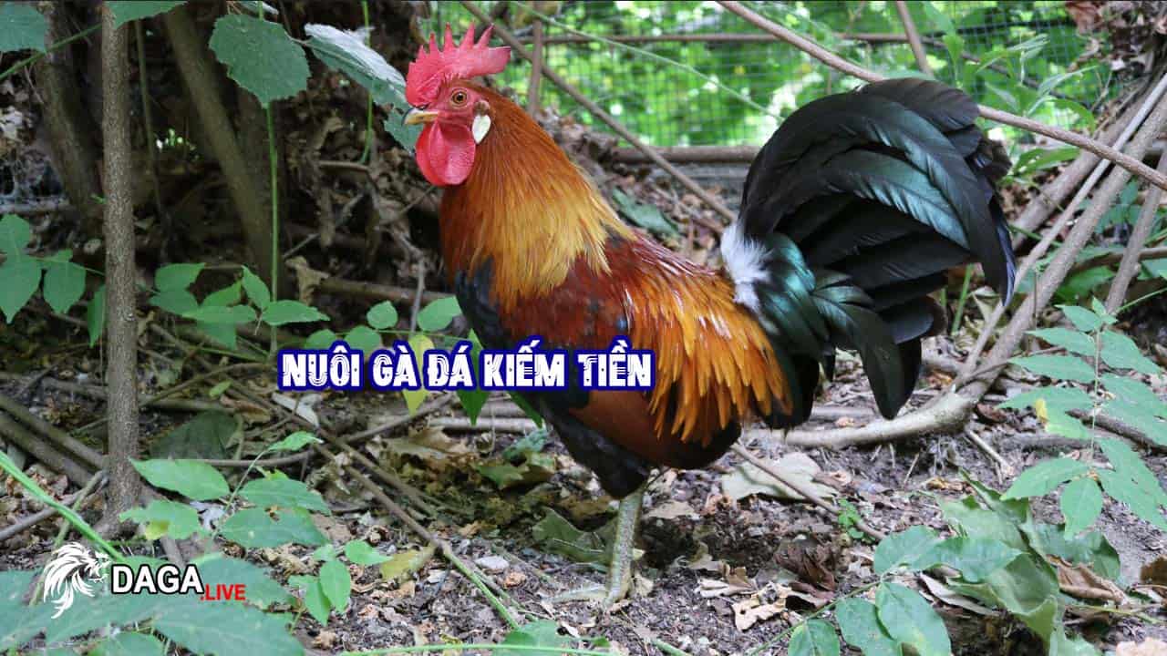 Nuôi gà đá kiếm tiền