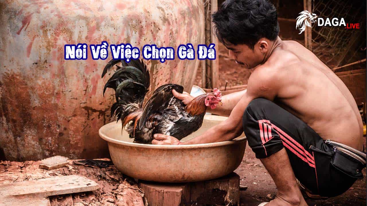 Nói Về Việc Chọn Gà Đá