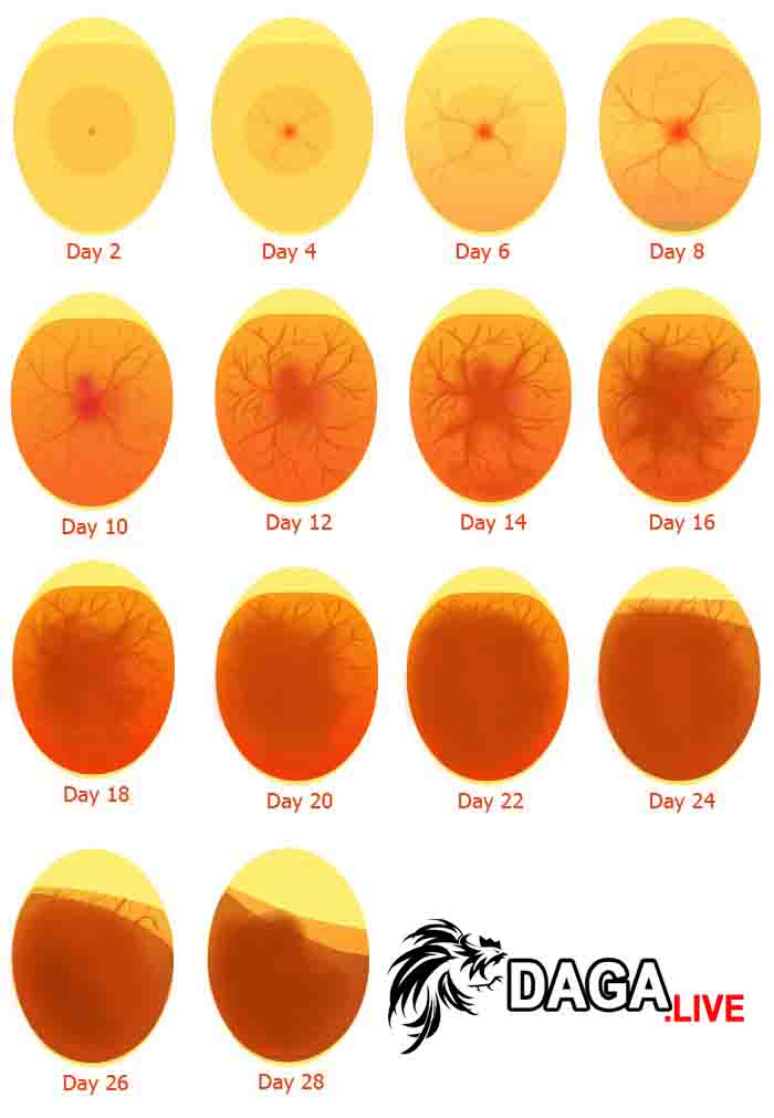 Qúa trình phát triển trứng gà