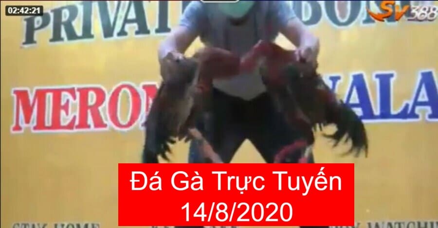 Đá Gà Trực Tuyến 14/8/2020 Cuộc Chiến Gay Cấn Không Thể Bỏ Qua