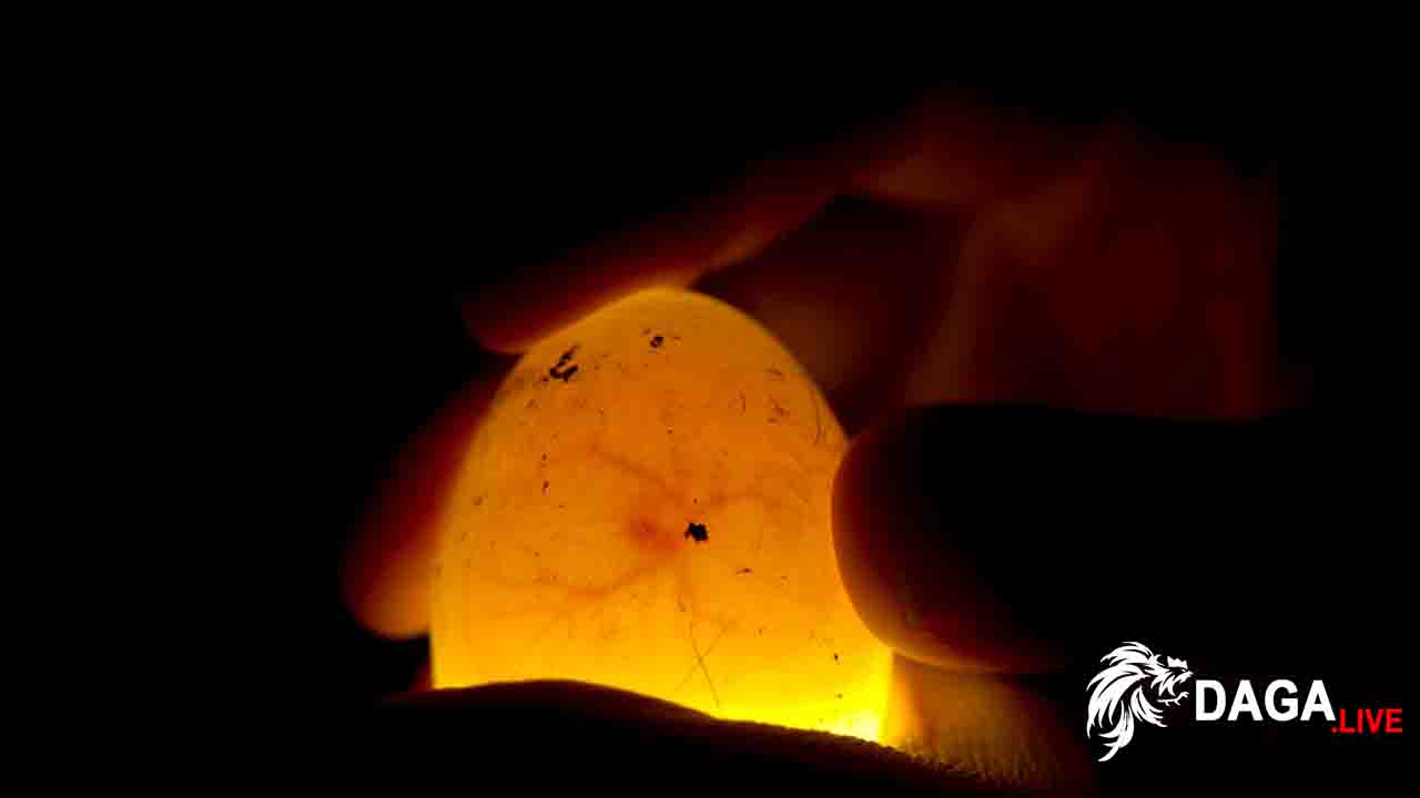 Soi trứng 6 ngày đầu DaGa.Live