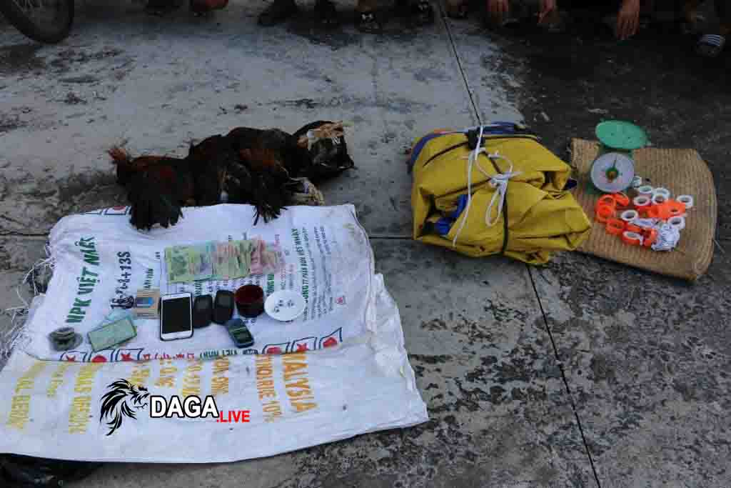 Tang vật đá gà ăn tiền bị bắt ngày 15-11-2019