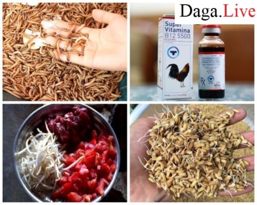 Vào mồi cho gà chọi