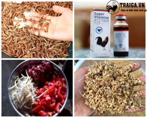 Cách vào mồi cho gà chọi