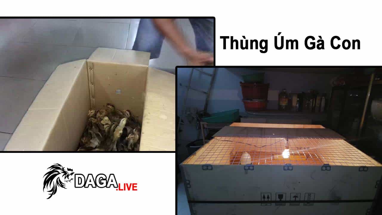 Thùng Úm Gà Con