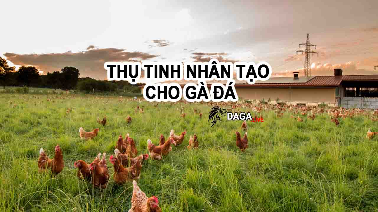 Thụ tinh nhân tạo cho gà đá