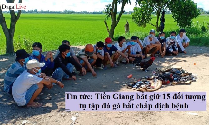 Tin tức: Tiền Giang bắt giữ 15 đối tượng tụ tập đá gà bất chấp dịch bệnh