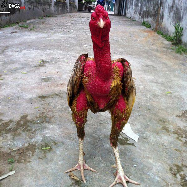 Chân vảy gà chọi đẹp