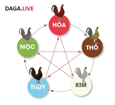 Xem ngày đá gà theo thuyết ngũ hành tương sinh tương khắc đang rất thịnh hành.