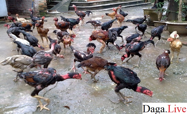 Cách chọn gà chọi tơ hay