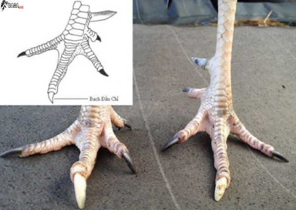 Chọn giống gà tốt