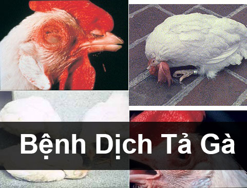 benh-dich-ta-cua-ga
