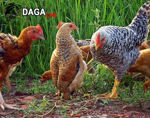 Một số phương pháp phòng bệnh giun kim ở gà