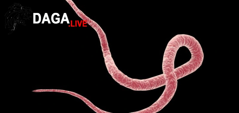 Trị giun kim ở gà hiệu quả bằng thuốc bằng thuốc Flumeizole 5%