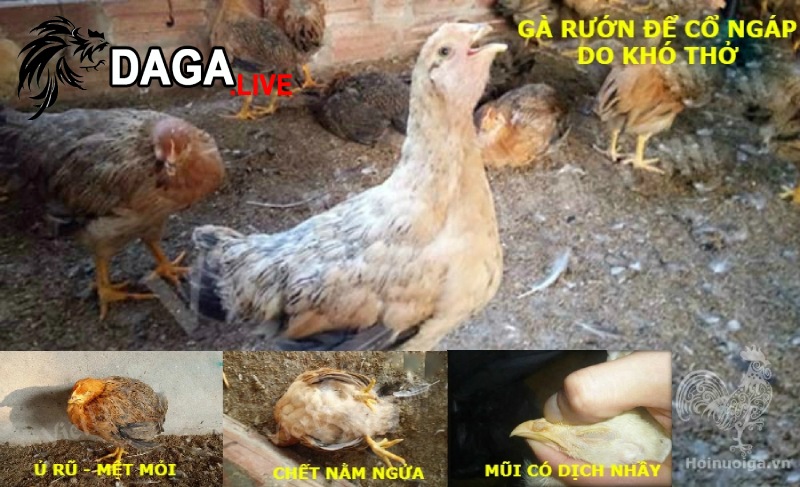 Triệu chứng khi gà bị mắc bệnh ORT