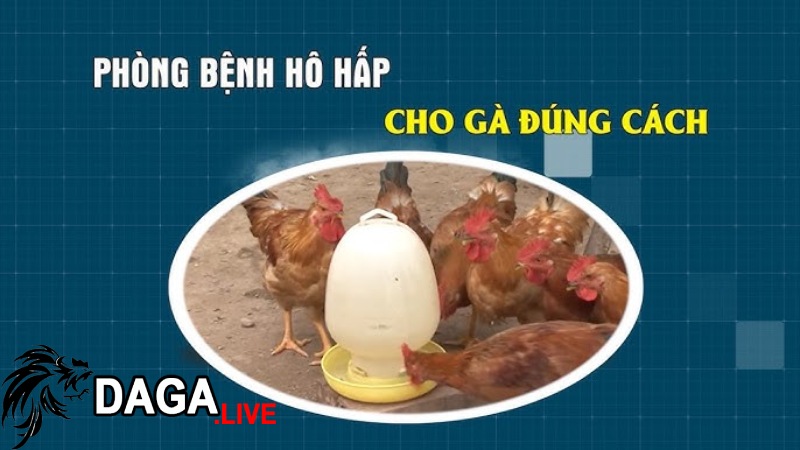 Các biện pháp phòng ngừa bệnh ORT ở gà