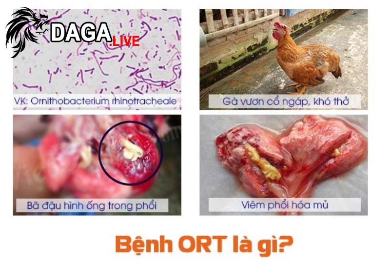 Bệnh ORT ở gà là bệnh gì?