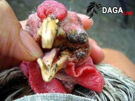 Điều trị bệnh thủy đậu ở gà