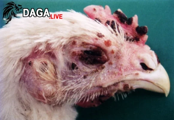 Phòng bệnh thủy đậu ở gà