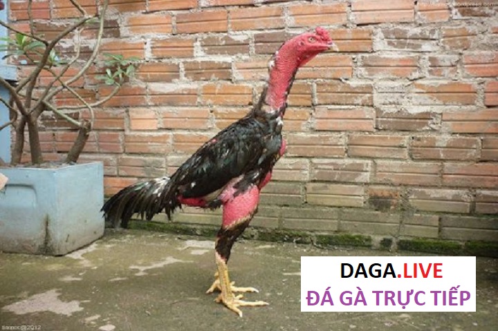 Bí quyết chọn gà đá luôn thắng.