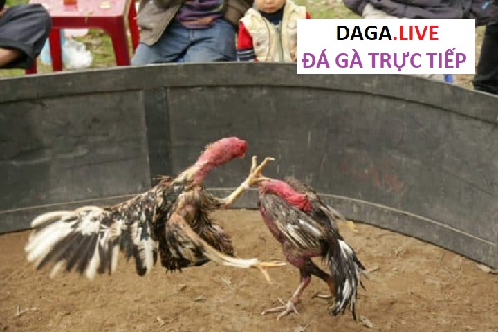 Hiện nay có rất nhiều cách lựa chọn gà chọi đá khác nhau.