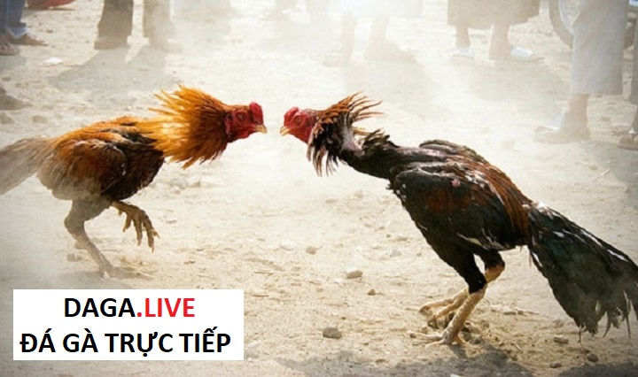 Việc chọn gà đá phù hợp sẽ giúp anh em có tỷ lệ chiến thắng cao hơn khi thi đấu.