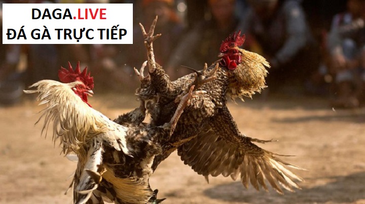 Thần kê có mặt chuẩn sẽ là gà có khả năng đá thắng rất cao.