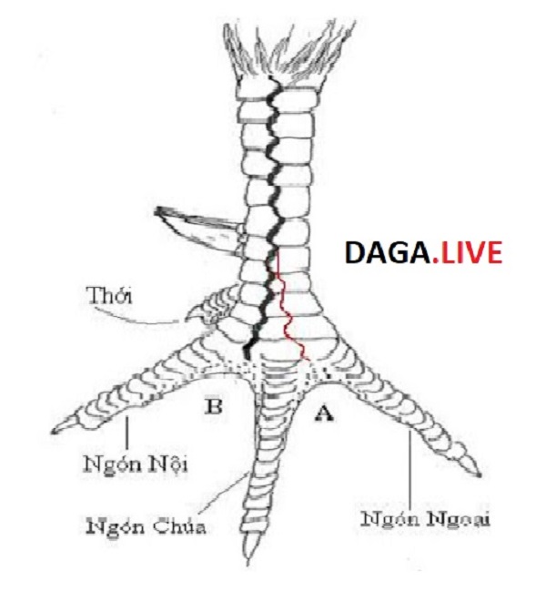 Chân gà là bộ phận vô cùng quan trọng anh em nên chú ý khi chọn gà đá.