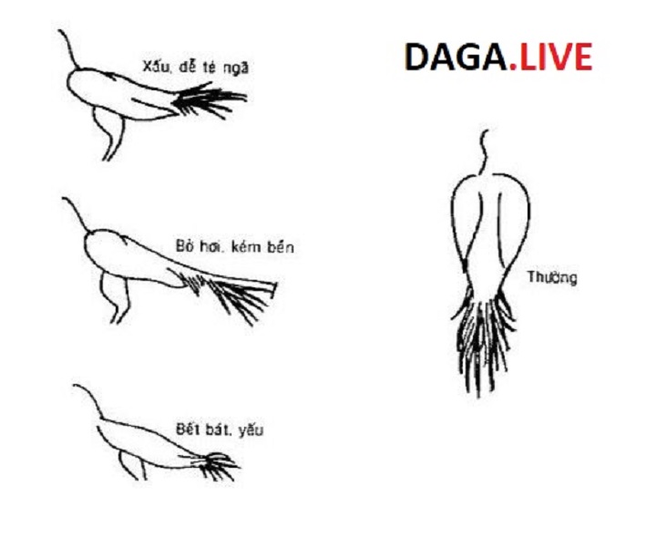 Tướng đuôi gà cũng có ảnh hưởng lớn tới việc đá gà.